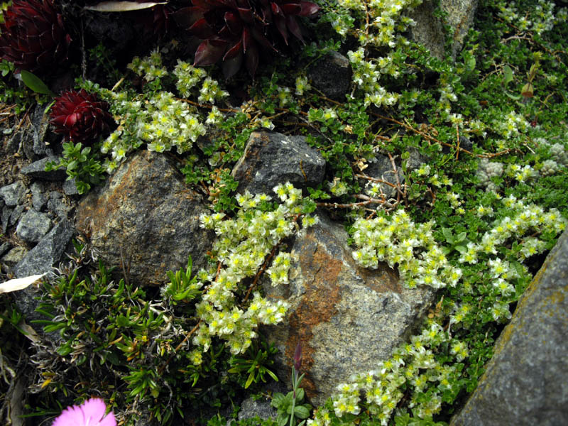 Paronychia kapela ssp serpyllifolia photo